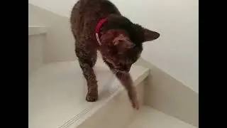 教皇の院内査察