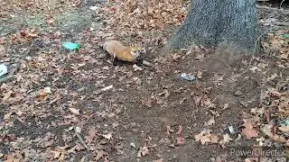 red fox in a coon cuff
