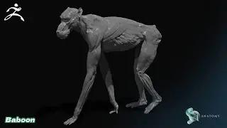 From Ape 2 Mandrill-Baboon Anatomy In ZBrush (Part 2)