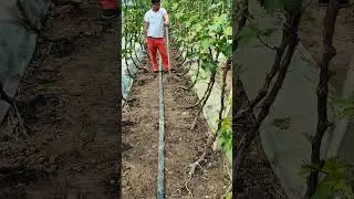 fertilizing grapes 🍇 vine trees#satisfying #pruning #fruit #shortvideo