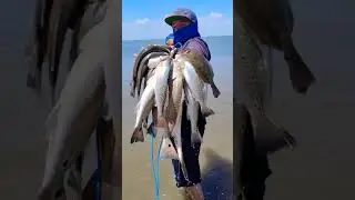 limits all-day Galveston Texas #shorts #crgfishing #reelhustlers #fishing
