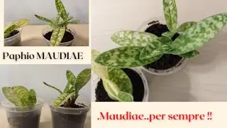 Maudiae..vince su tutti per la tenacia