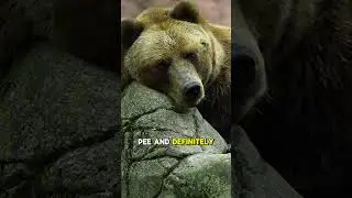 Bears Don&rsquo;t Poop for 100 Days&hellip; The Reason Will Shock You!  #wildlife     #bear #wildlifeshorts