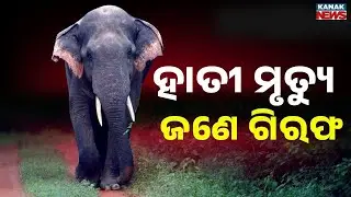 Elephant Death in Kandhamal: Pickup Driver Arrested for Hiding Chopped Carcass | Belghar News