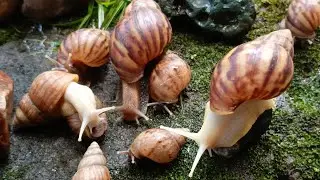 The Amazing Adaptation of Snails, more than just a shell #nature #SnailAdaptations #MolluscMarvels
