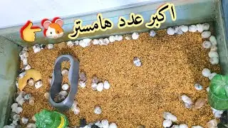 اكبر عدد تربية الهمستر كل المعلومات وكم عدد الصغار عندهم🐹مع معتز مطور