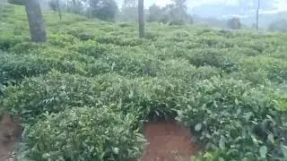 Nilgiris, ooty this is 45 cents, road margin, price 1.75 lakhs per cent, contact 8098010487
