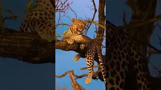Jaguar: The Silent Killer of the Amazon  #facts #tamil