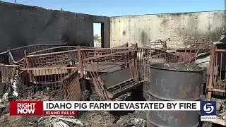 Idaho Pig Farm Devastated By Fire