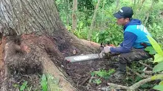 Kayu mahoni terbesar di Blitar Jawa Timur sthill ms 382👍👍👍