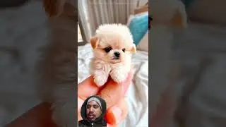 #pets #puppy #animals #facts #viralvideos #viral #trending #funny #viralvideo #quran #education