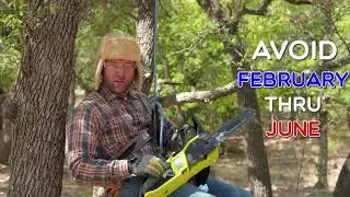 Oak Wilt Prevention - the Best Strategies to Protect Your Oak Trees