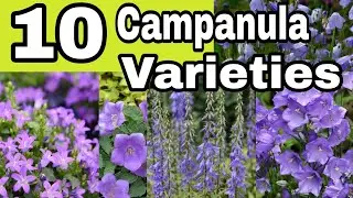 10 Popular Campanula Species w/names+mga pangalan ng halaman