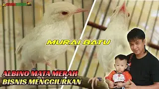 JHONY ALASKA CETAK ALBINO MATA MERAH DARI INDUKAN SENDIRI