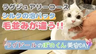 【シルクの泡パック】Mewtyのラグジュアリーコース / 猫専門サロン