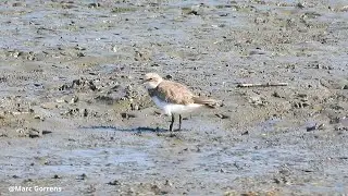 Foeragerende Kleine Plevier Anderstad Lier 28 aug 2024
