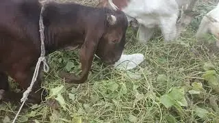Beautiful goats eating grass 