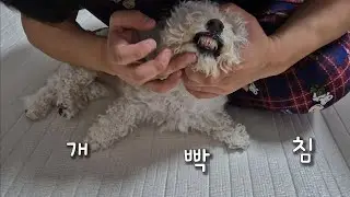 김장으로 시작해서 양치로 끝나는 크림이네 일상_log 🤭