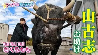 【アイドルお待ち！#2】Toi Toi Toi さくらももが長岡市・山古志地区をお助け！！