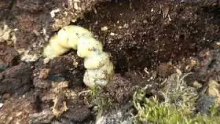 Larve de capricorne dans une souche d'arbre