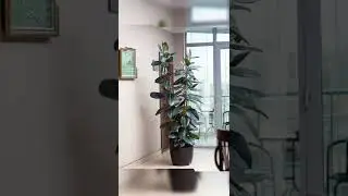 lucky rubber plant for health wealth and prosperity.part 17#shorts #plantscorner #viralshorts