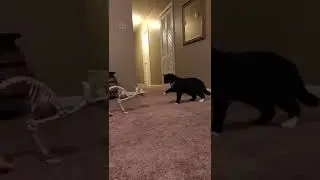 cat vs dragon