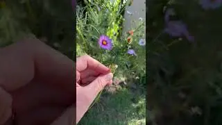 How to save cosmos seeds - It&rsquo;s EASY!