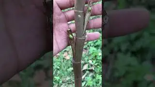 grafting small branches onto tree trunks