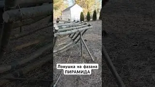 Ловушка на фазана - пирамида #ловушка #фазан #какпоймать #охота