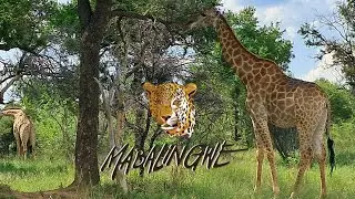 Mabalingwe Nature Reserve - Bela Bela, Limpopo.