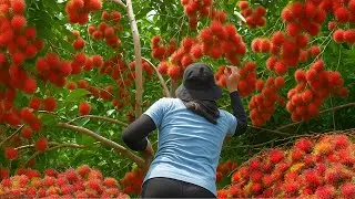 REWIND TIMELAPSE - Harvesting 1000+kg Red Rambutan by Unique Way, Clean Garden and Cook | Daily Life