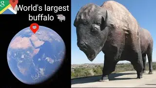 World's Largest Buffalo 🐃 Google Earth Secrets 😱