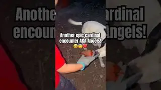 🥹❤️ #cardinal #angel #animals #gentle #birds #shorts #fyp #beautiful #nature #wildlife #emotional