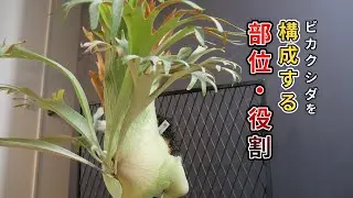 【初心者向け】ビカクシダを構成する4つの部位と役割 成長点・胞子葉・貯水葉・根 【解説】