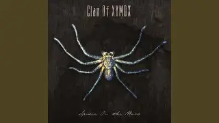 Spider on the Wall