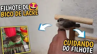 🤩 ACHAMOS UM FILHOTE DE BICO DE LACRE! (Caio do ninho)