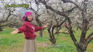 Vườn mận- Mộc Châu, 27/12/2025