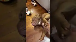 🔥🤣GUI NOBRE - A MONALISA TEM UM BOT&Atilde;O NELA #shorts #viral #shortvideo
