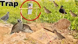 Hole Birds Trap Using IPhone 13Promax | How To Make Birds Trap | @qbtraps