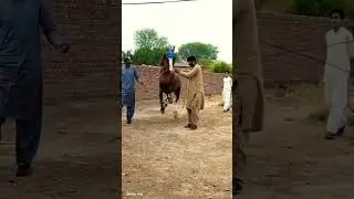 Hrose Dance Horse Lovers horse walking sound effectHorse reading trainingHorse Racing Hrose Dance..