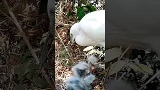 Graceful Guardian Great Egret Feeding Her Precious Chicks2
