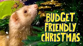 Your Ferret&rsquo;s Perfect Christmas Doesn&rsquo;t Need New Toys