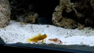 Yellow Watchman Goby and Tiger Pistol Shrimp Initial Pairing Pair First Time