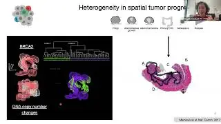VICC VMTB August 12th, 2025 - Mamlouk - Organoids/Tumoroids in studying cancer evolution