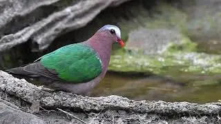 emerald dove (Chalcophaps indica)