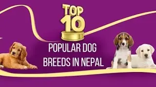 TOP TEN POPULAR DOG BREEDS IN NEPAL