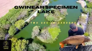 Gwinear | Specimen Lake | Two 20s In 24 Hours!