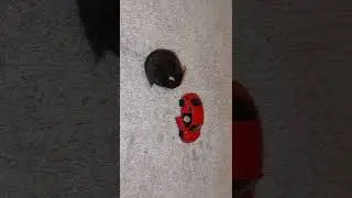 Find me in the car, hamster! 🐹🚗 CUTE and FUNNY
