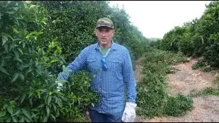 Poda de mandarinos , repaso final con tijera