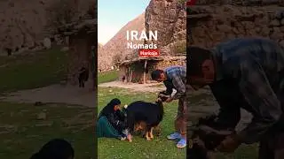 Embark on a Nomadic Odyssey: Discover the Enchanting Lifestyle of Iran's Nomads! 🏞️ #shorts #nomad